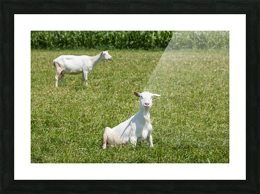 _MG_1901 Picture Frame print