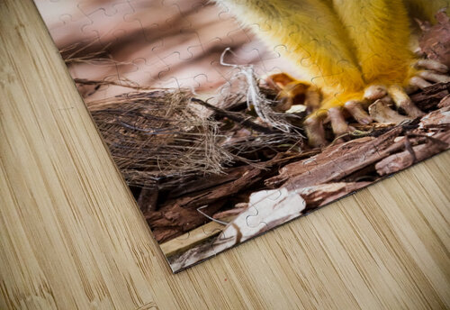 An Squirrel monkey Marcel Derweduwen puzzle
