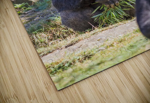 Male gorilla silverback Marcel Derweduwen puzzle