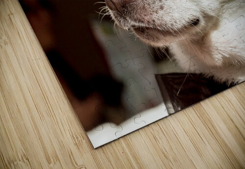 an Chihuahua in close up Marcel Derweduwen puzzle