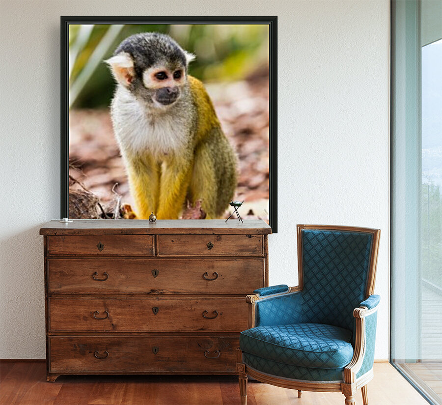 An Squirrel monkey Reproduction