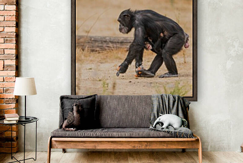 Common chimpanzee with baby by Marcel Derweduwen