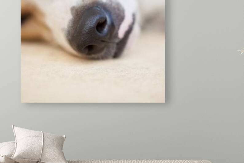 Streetdog Reproduction