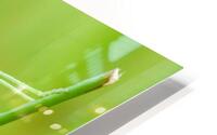 An green grasshopper HD Metal print