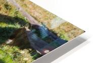 The silverback gorilla HD Metal print