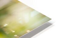 An Squirrel monkey HD Metal print