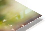 An Squirrel monkey HD Metal print
