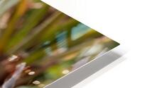An Squirrel monkey HD Metal print