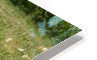 _MG_1901 HD Metal print