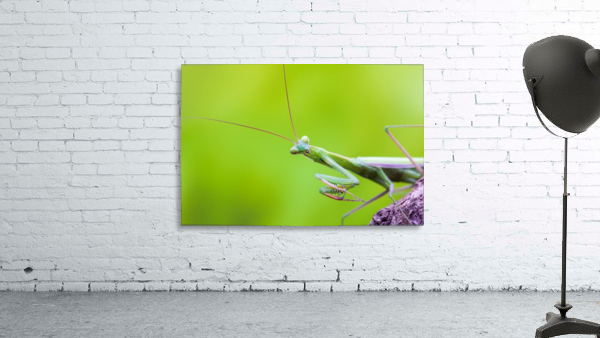 An green Mantis Wall Preview