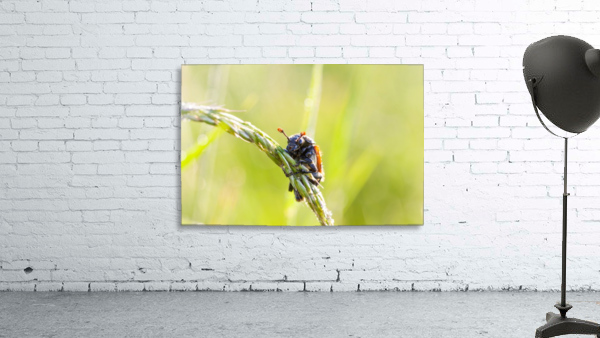 cockchafer Wall Preview