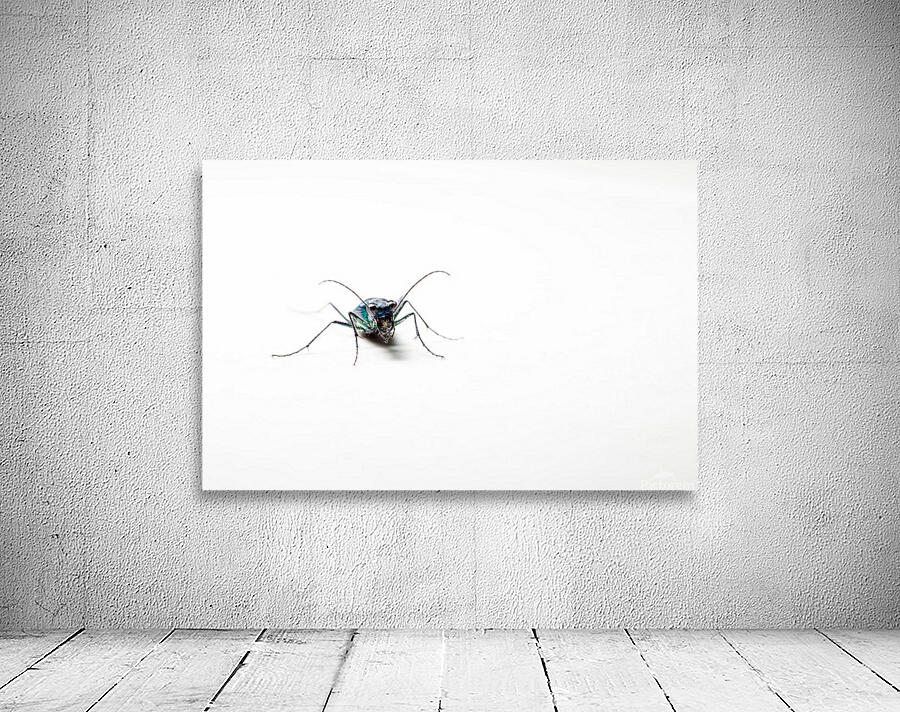 An green beetle  Wall Preview