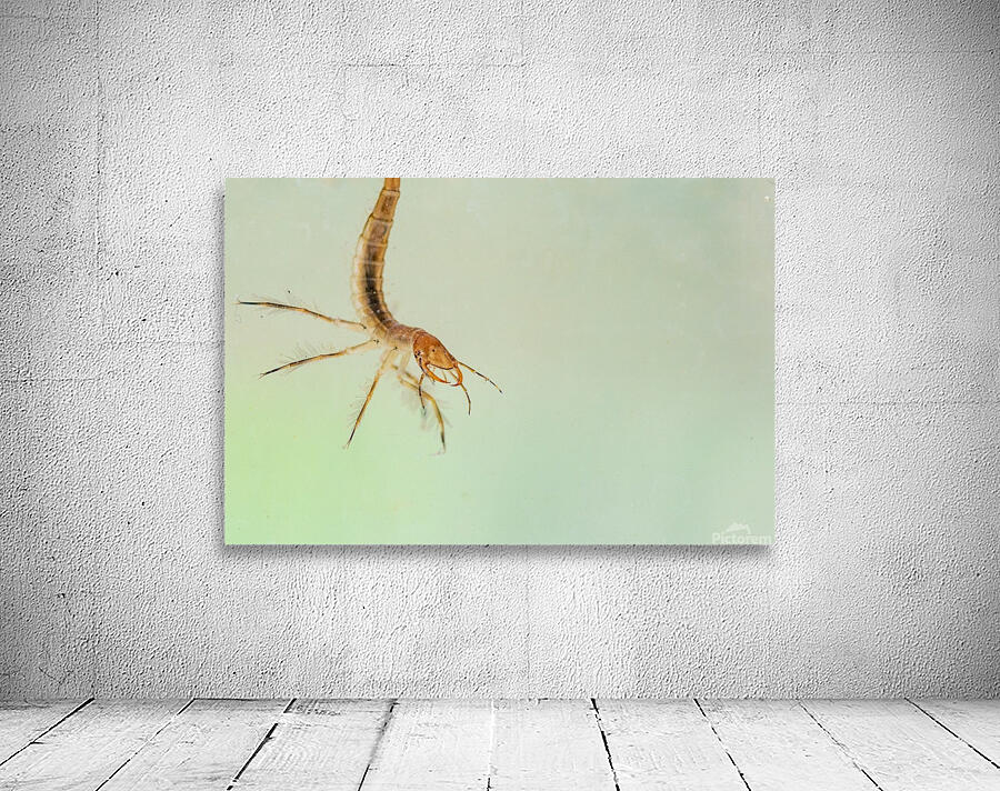 predatory diving beetles Wall Preview