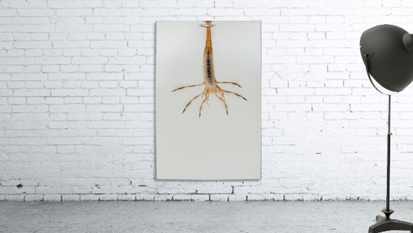predatory diving beetles Wall Preview
