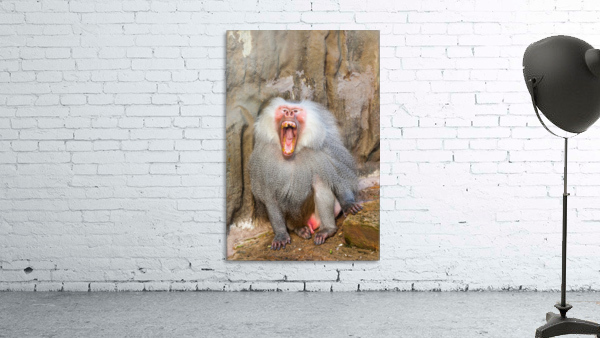 Hamadryas baboon Wall Preview