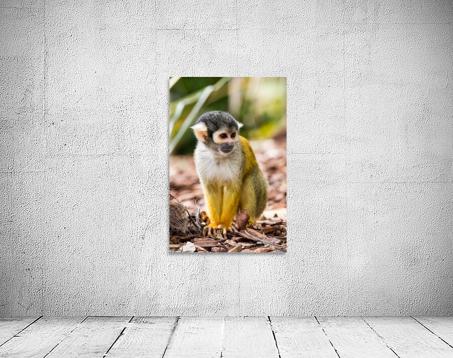An Squirrel monkey Wall Preview