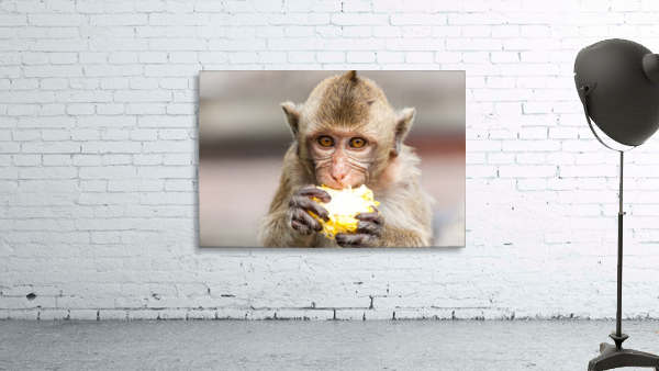 An eating Macaque Wall Preview