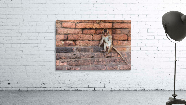 An Macaque Wall Preview