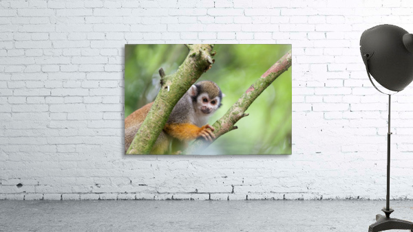 Squirrel monkey Wall Preview