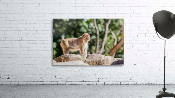 The mountain monkey Wall Preview
