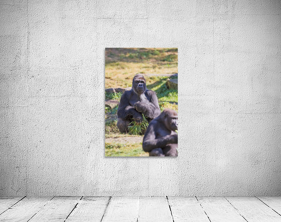 Male gorilla silverback Wall Preview