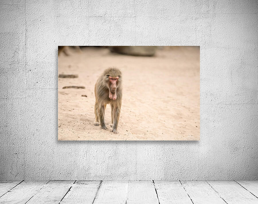 an Beautiful baboon Wall Preview
