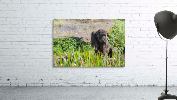 an sitting gorilla Wall Preview