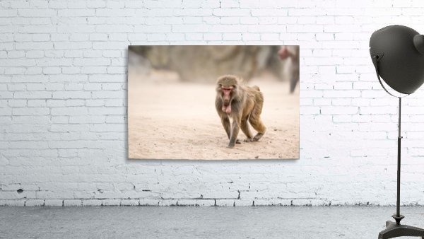 an Beautiful baboon Wall Preview