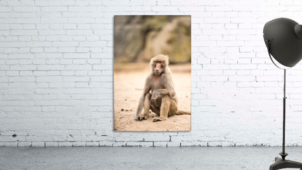 an Beautiful baboon Wall Preview