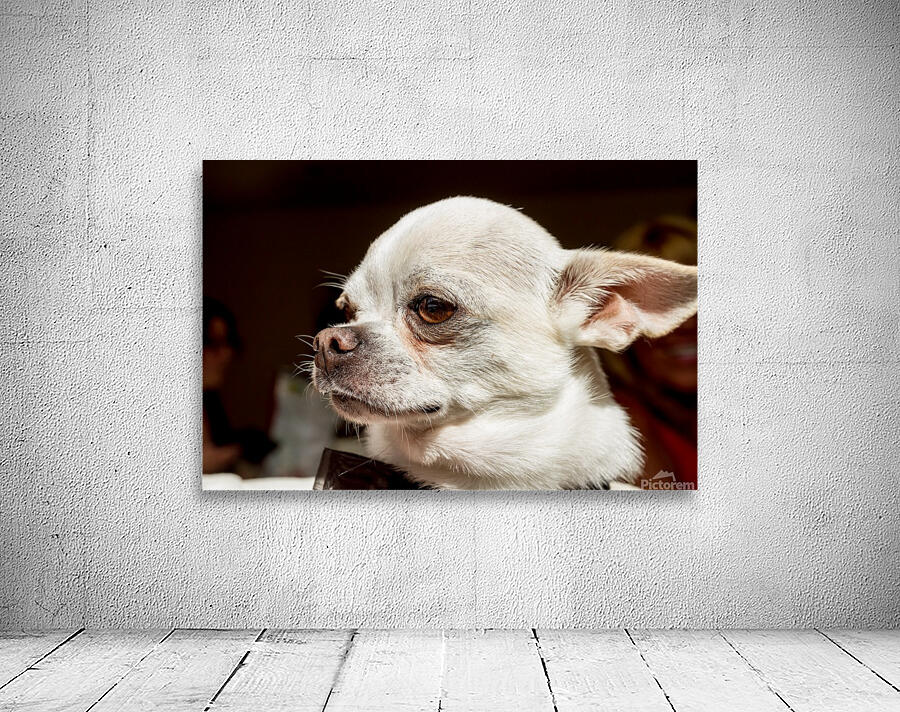 an Chihuahua in close up Wall Preview