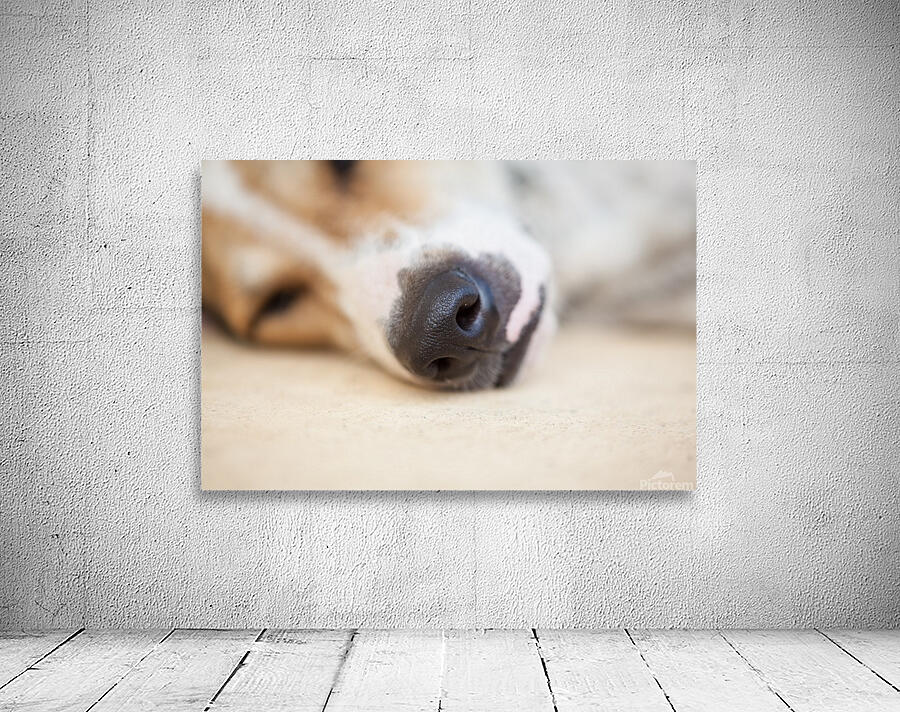 Streetdog Wall Preview