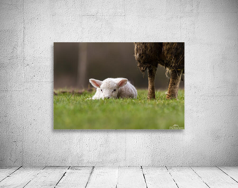 An lamb Wall Preview