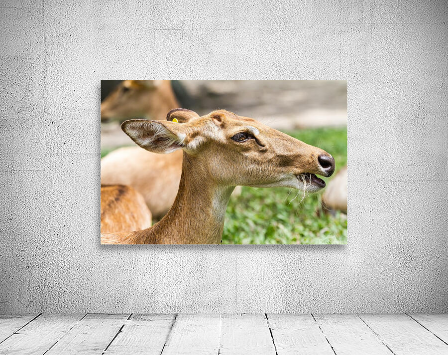 an elds deer Wall Preview