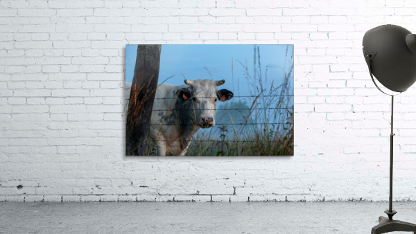 Twilight cow Wall Preview