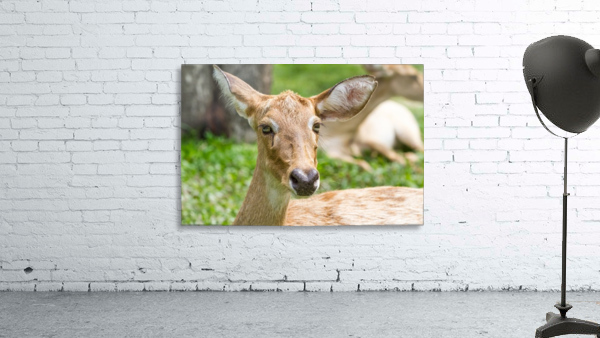 an elds deer Wall Preview