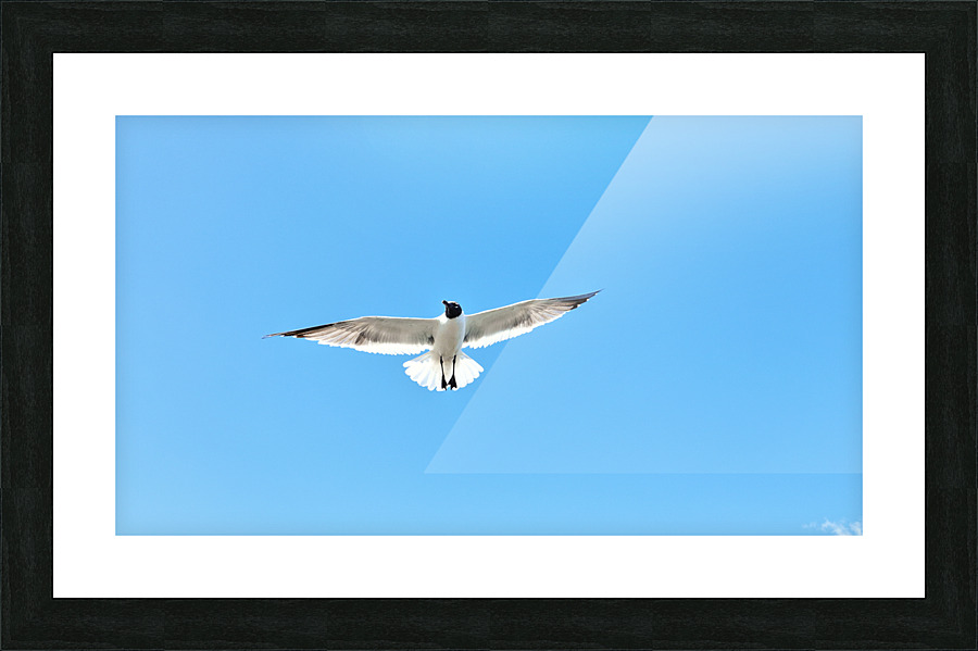 Bird Picture Frame print