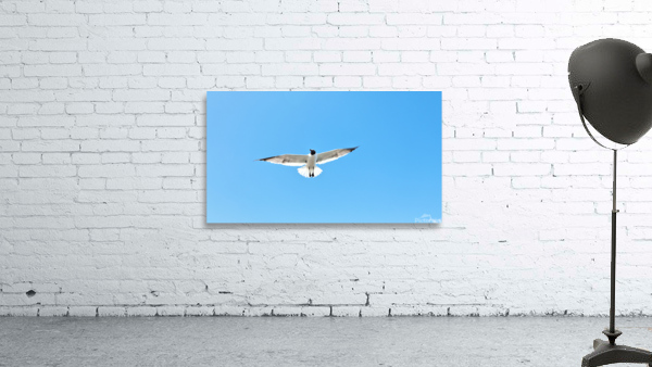 Bird Wall Preview