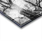 Tree Branches in Light Acrylic print