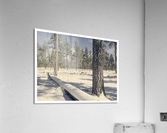 Rosey Trail Acrylic Print
