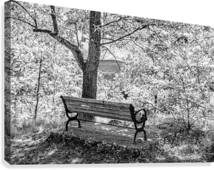 Shaded Bench Under Tree