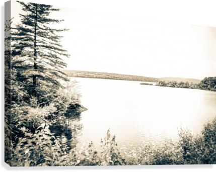 Lake View with Pine Tree