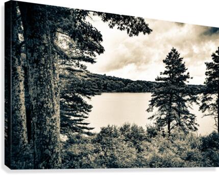 Pine Tree at Lake
