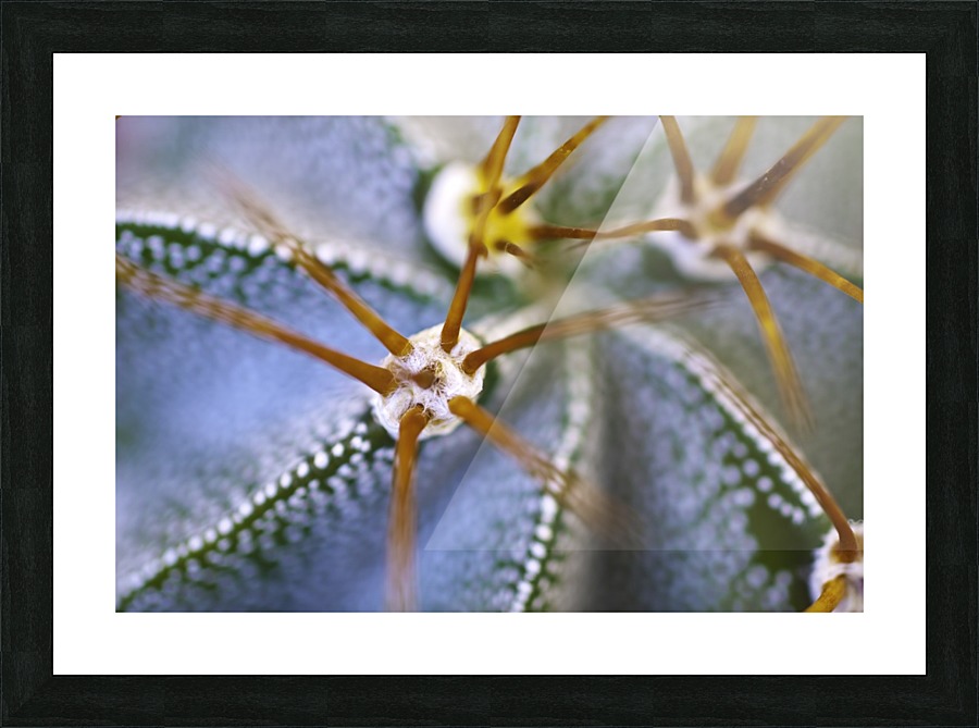 Cactus Plant Picture Frame print