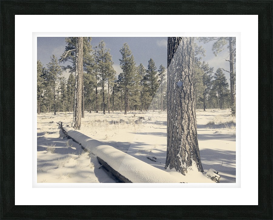 Rosey Trail Picture Frame print