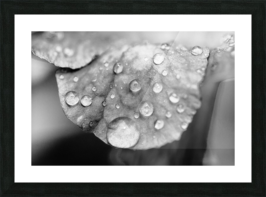 Droplets on Leaf Picture Frame print