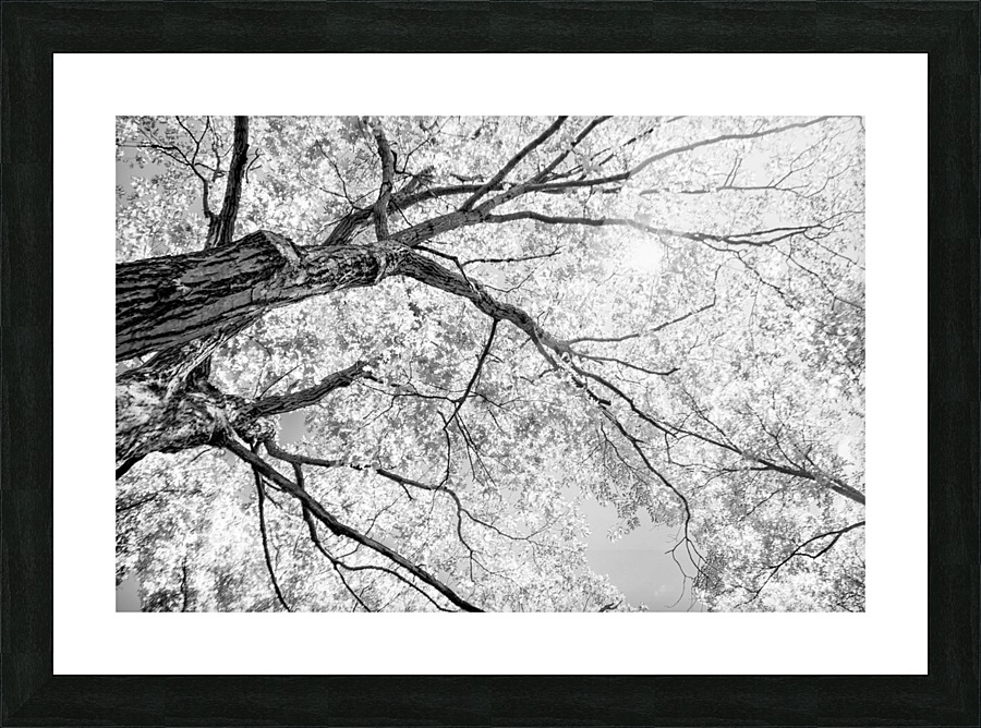 Tree Branches in Light Picture Frame print