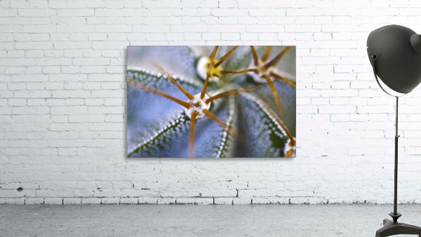 Cactus Plant Wall Preview