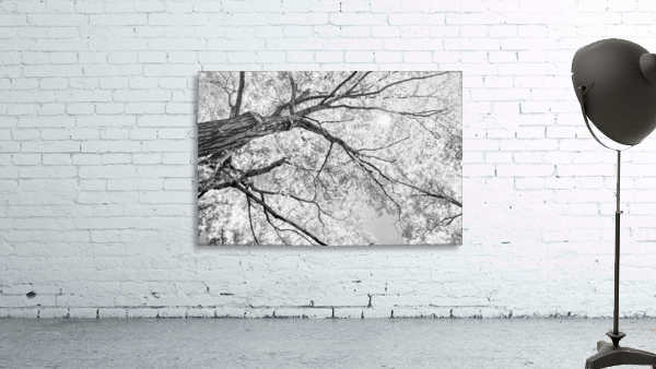 Tree Branches in Light Wall Preview