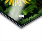 Leopards bane Acrylic print