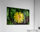 Leopards bane Acrylic Print